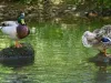 Enten am Fluss